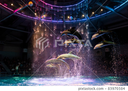 品川水上公園海豚表演 品川水上公園海豚表演 83970384