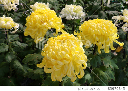 Kameido Tenjin Chrysanthemum Festival 2021 3-6-1 Kameido, Koto-ku, Tokyo Kameido Tenjin Chrysanthemum Festival 2021 3-6-1 Kameido, Koto-ku, Tokyo 83970845