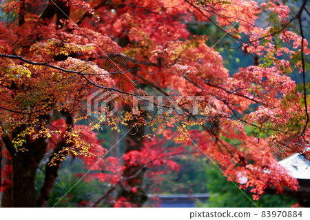 Fukutsuji秋葉 83970884