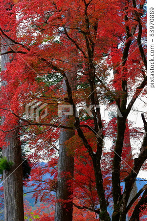 Autumn leaves of Fukutsuji 83970889