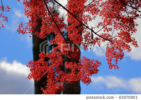 Autumn leaves of Fukutsuji 83970901