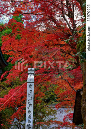 Autumn leaves of Fukutsuji 83970903