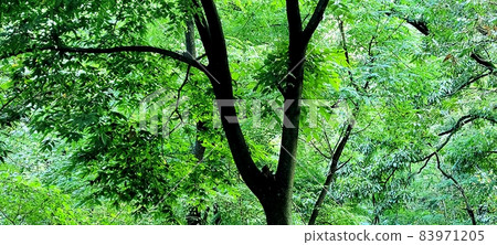 Seoul Bukhansan Dulle-gil A lush forest 83971205