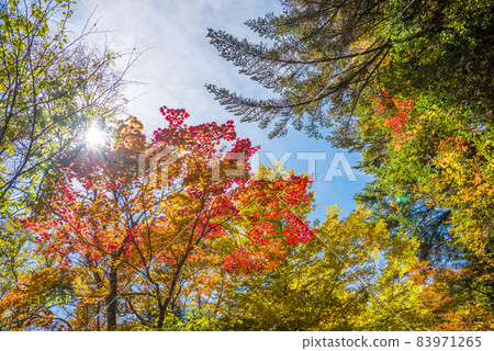 Autumn leaves image Autumn leaves image 83971265