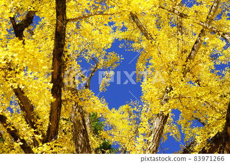 Great Ginkgo of Shohoji 13 Great Ginkgo of Shohoji 13 83971266