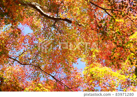 Autumn leaves woven by Wazuka Shohoji 83971280