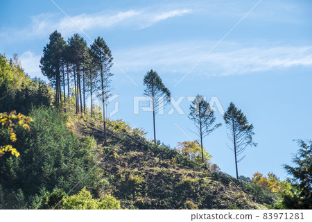 《Nagano Prefecture》 Kiso Town Forest 《Nagano Prefecture》 Kiso Town Forest 83971281