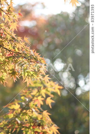 秋天的楓葉 83971393