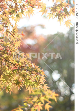 秋天的楓葉 83971394