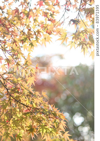 秋天的楓葉 秋天的楓葉 83971395