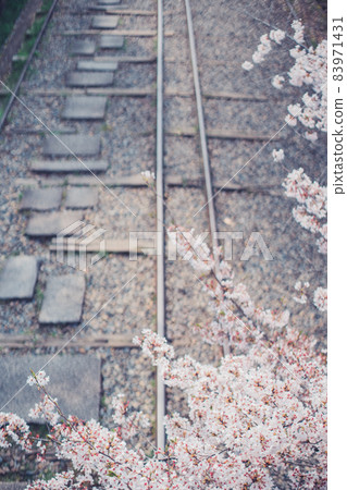 賽道上的櫻花(Keage Incline) 賽道上的櫻花(Keage Incline) 83971431
