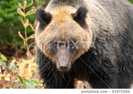 知床的棕熊 83972088