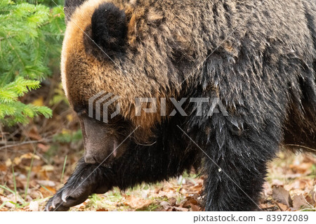 知床的棕熊 83972089