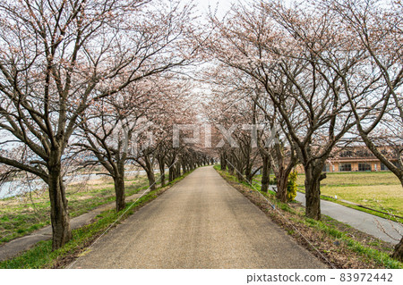 櫻花大道 83972442