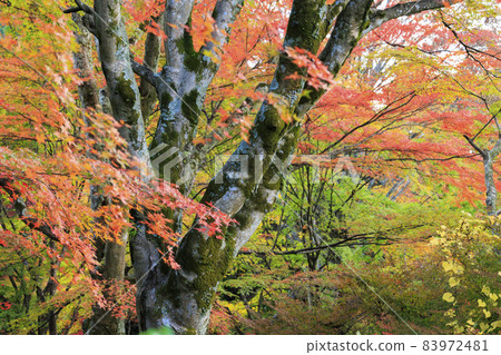 有馬溫泉瑞鳳寺市立公園紅葉 83972481