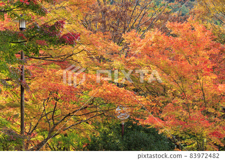 有馬溫泉瑞鳳寺市立公園紅葉 有馬溫泉瑞鳳寺市立公園紅葉 83972482