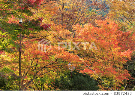 有馬溫泉瑞鳳寺市立公園紅葉 83972483
