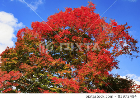 有馬溫泉瑞鳳寺市立公園紅葉 83972484