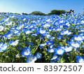 Nemophila 的絕佳景色和晴朗的天氣 83972507