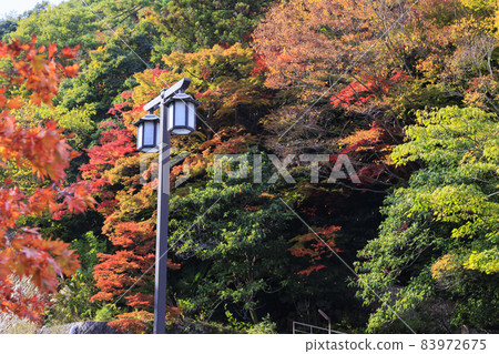 Arima Onsen-Zuihoji Town Park Autumn Leaves Arima Onsen-Zuihoji Town Park Autumn Leaves 83972675
