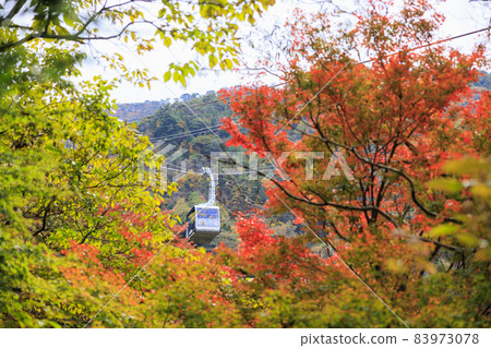 Rokko Arima Ropeway in full bloom of autumn colors 83973078