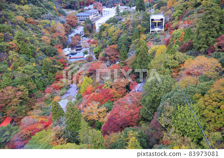 盛開秋色的六甲有馬索道 83973081