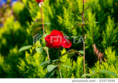 玫瑰在山上公園盛開,可欣賞海港景色 玫瑰在山上公園盛開,可欣賞海港景色 83973094