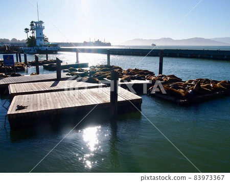 San Francisco Pier 39 floating pier and sea lion 83973367