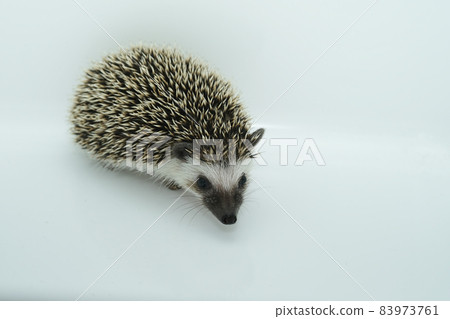 刺猬 刺猬 83973761