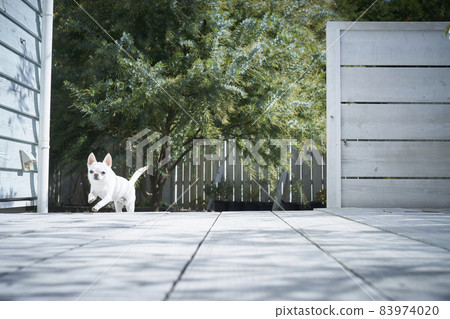奇瓦瓦,一隻白狗在花園的甲板上跑來跑去 奇瓦瓦,一隻白狗在花園的甲板上跑來跑去 83974020