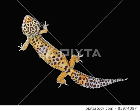 Leopard gecko high yellow 83974087