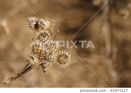 Dry burdock bush Dry burdock bush 83974127