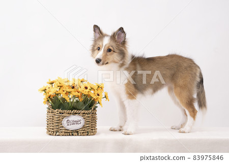 黃色的花和 sheltie 小狗 83975846