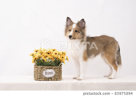 黃色的花和 sheltie 小狗 83975894
