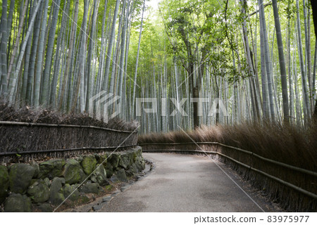 京都市嵯峨野竹林小徑 83975977