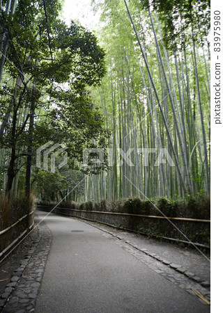 京都市嵯峨野竹林小徑 京都市嵯峨野竹林小徑 83975980