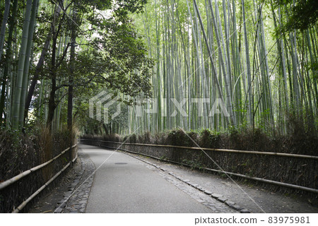 京都市嵯峨野竹林小徑 京都市嵯峨野竹林小徑 83975981