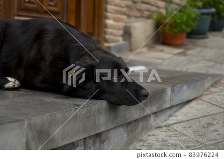 A large black dog with white paws lies on the steps of the entrance. Looks sad. Portrait of an abandoned dog. Homeless dogs in the streets of Tbilisi. Sterilized and chipped dogs. 83976224
