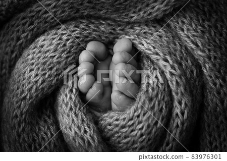 Legs, toes, feet and heels of a newborn baby. Black and white photo. Legs, toes, feet and heels of a newborn baby. Black and white photo. 83976301