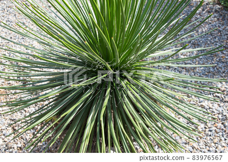 Agebezier Mini Flora 83976567