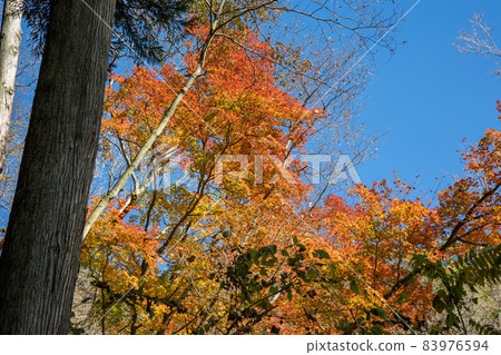 妙義山中之武神社院內的紅葉 83976594