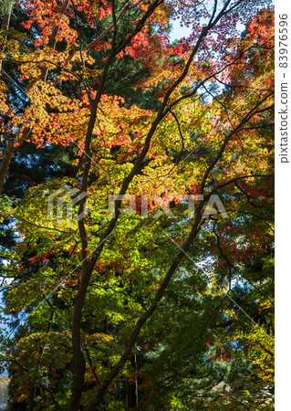 妙義山中之武神社院內的紅葉 83976596