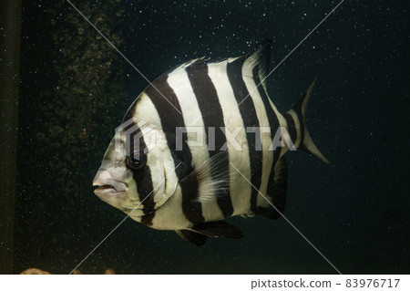 Striped beakfish, saltwater fish, fish 83976717