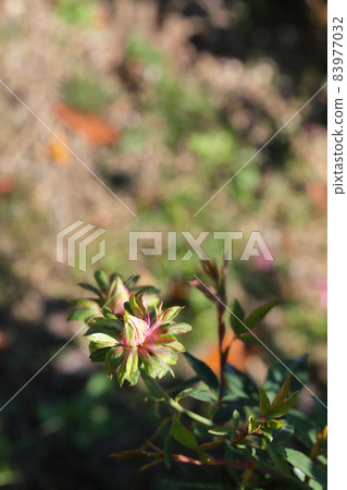 Widi Di Flora /玫瑰花 Widi Di Flora /玫瑰花 83977032