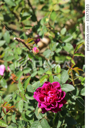 James Vitch 玫瑰 花 83977033