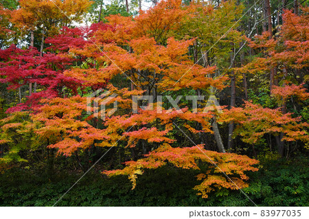 Autumn leaves 2135 Autumn leaves 2135 83977035
