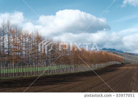 Windproof forest of larch 83977051