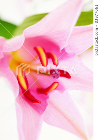 Up of the pink lily flower that is about to open Up of the pink lily flower that is about to open 83977061