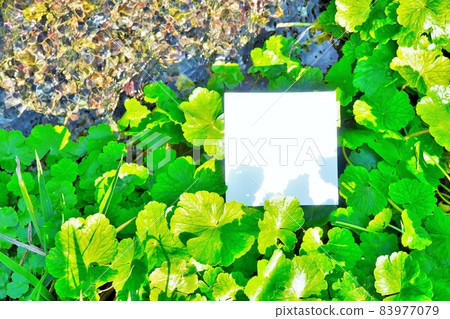 Mockup of white card frame on green aquatic plant Chidomegusa and beautiful stream Mockup of white card frame on green aquatic plant Chidomegusa and beautiful stream 83977079