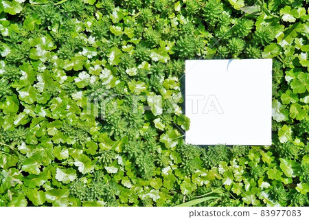 Mockup of white cards on fresh green parrot's feathers and hydrocotyle sieboldii Mockup of white cards on fresh green parrot's feathers and hydrocotyle sieboldii 83977083